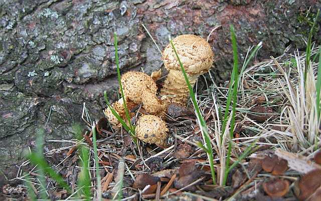 Mushroom Desktop1680 - No Verse