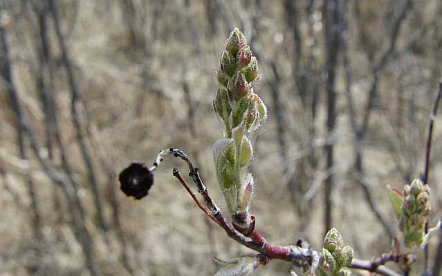 Tree Bud Desktop1680 - No Verse