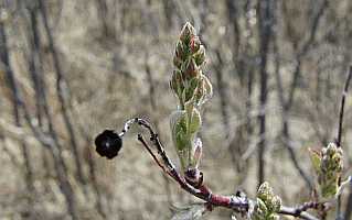 Tree Bud Desktop1680 - No Verse