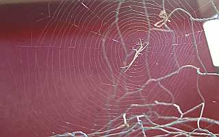Spider Web Desktop1680 - No Verse