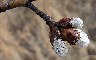 Tree Bud Desktop1680 - No Verse