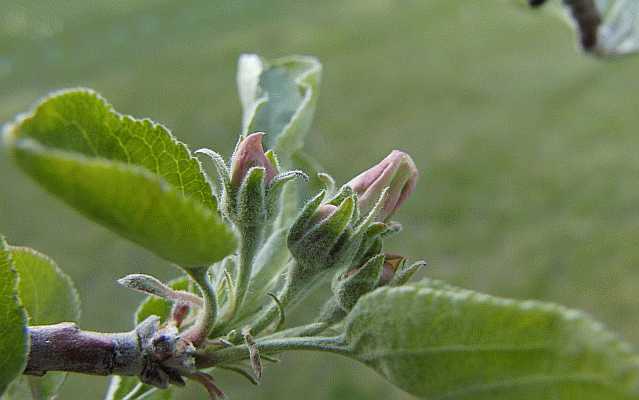 Apple Flower Bud Desktop1680 - No Verse