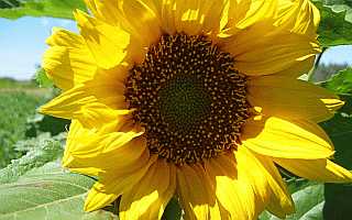 SunFlower Desktop1680 - No Verse