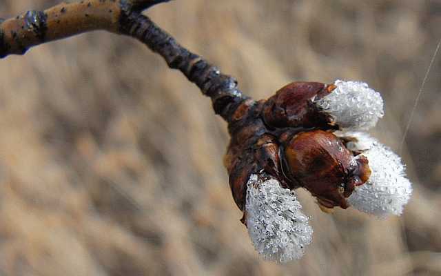 Tree Bud Desktop1680 - No Verse