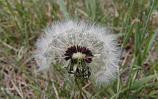 Dandelion Desktop1680 - No Verse