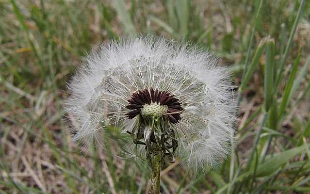 Dandelion Desktop1680 - No Verse