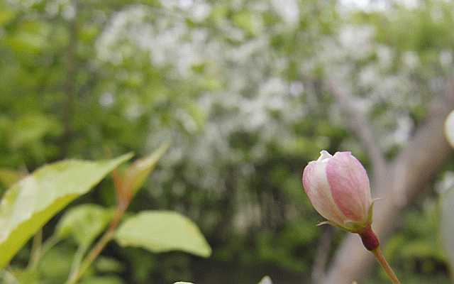 Apple Blossom Bud Desktop1680 - No Verse