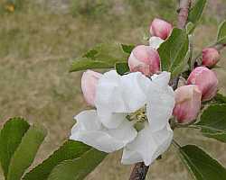 Apple Blossom Desktop1280 - No Verse