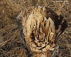 I am that bread of life.  Desktop1280
