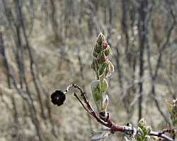 Tree Bud Desktop1280 - No Verse