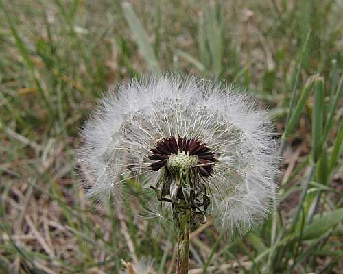 Dandelion Desktop1280 - No Verse