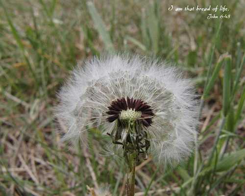 I am that bread of life.  Desktop1280