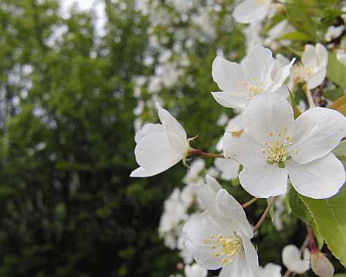 Pear Blossom  Desktop1280 - No Verse