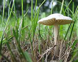 Mushroom Desktop1280 - No Verse