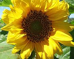 SunFlower Desktop1280 - No Verse