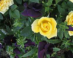 Yellow Rose Desktop1280 - No Verse