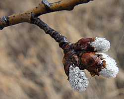 Tree Bud Desktop1280 - No Verse