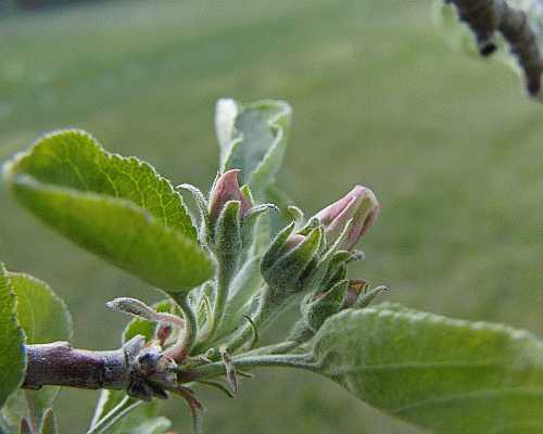 Apple Flower Bud Desktop1280 - No Verse