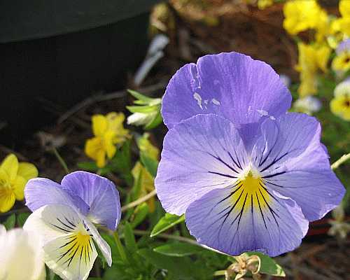 Purple Flower Desktop1280 - No Verse