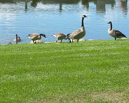 Canada Geese Desktop1280 - No Verse