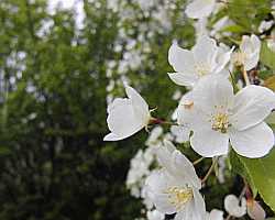 Pear Blossom  Desktop1280 - No Verse