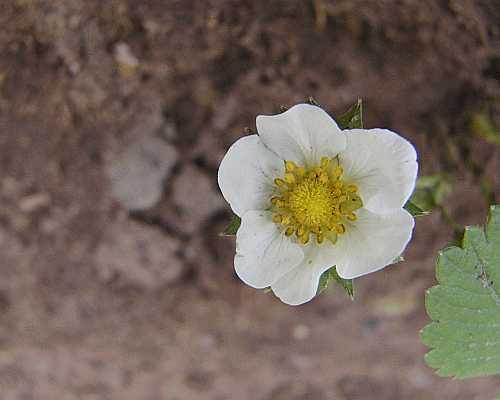 StrawBerry Flower Desktop1280 - No Verse